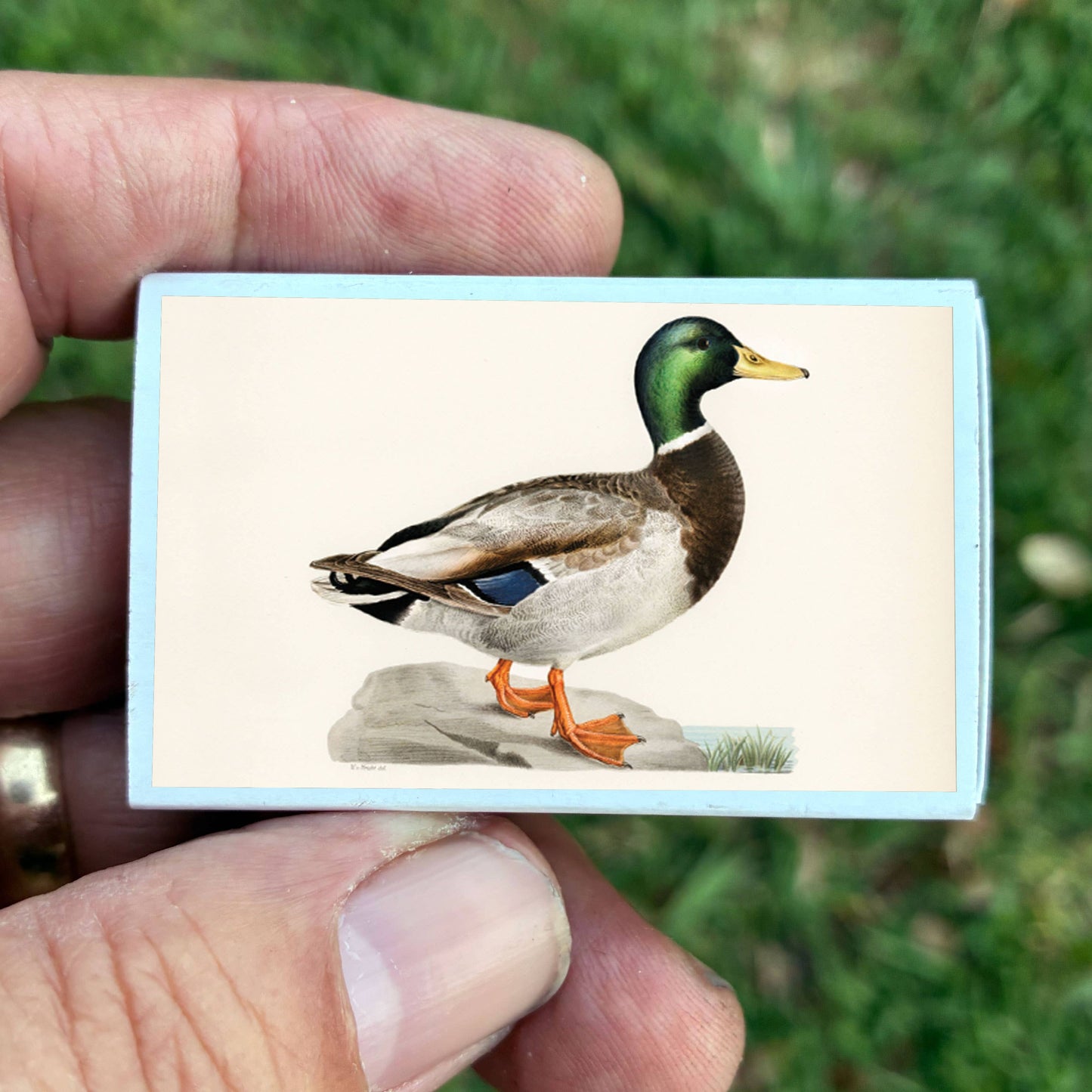 Matches • Mallard Duck • Home Decor for Candles and Incense